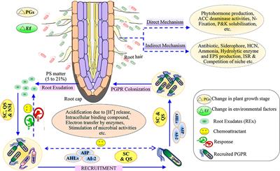 Root Exudates: Mechanistic Insight of Plant Growth Promoting Rhizobacteria for Sustainable Crop Production